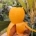 国家地理标志产品--合川枇杷