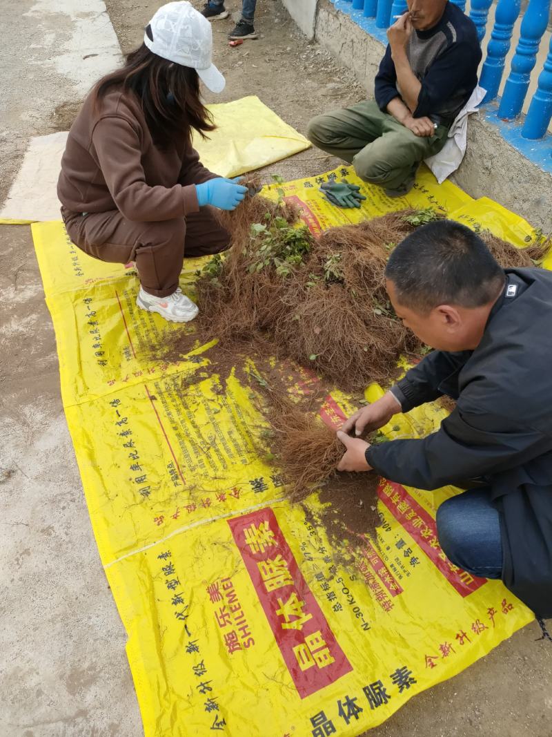 威灵仙大苗，山辣成活率特别高，当年可打籽，根系非常发达，