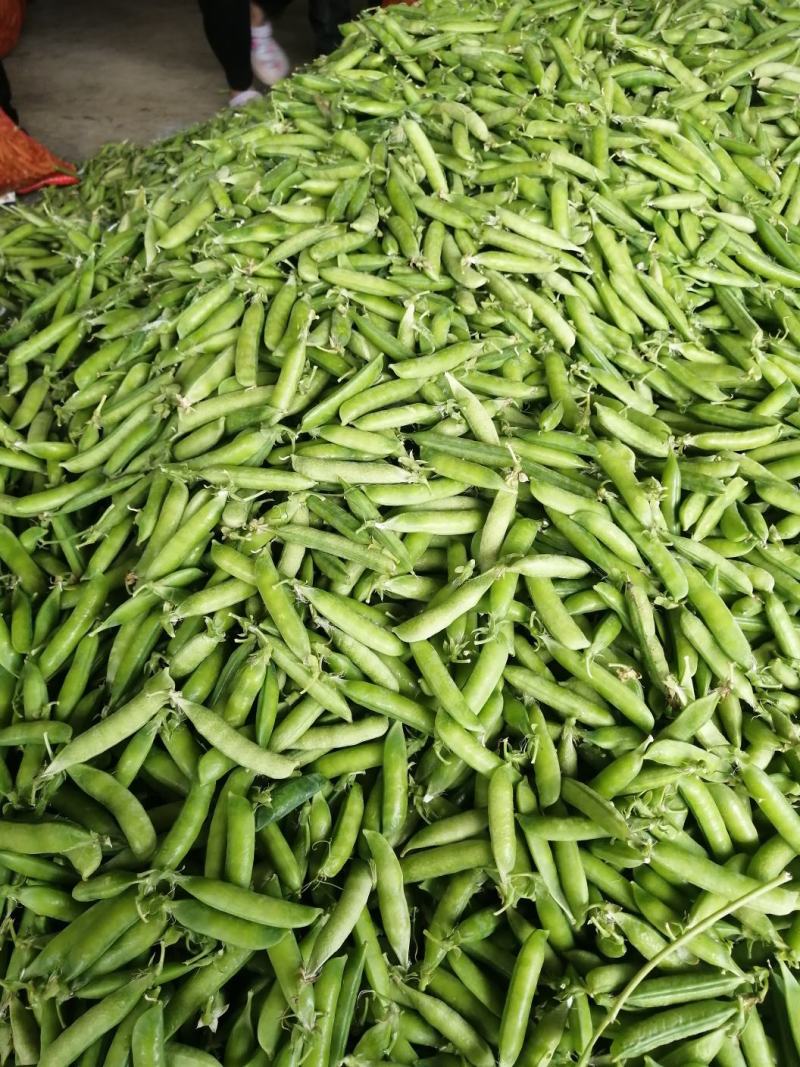 湖北精品豌豆，市场货，电商，加工厂