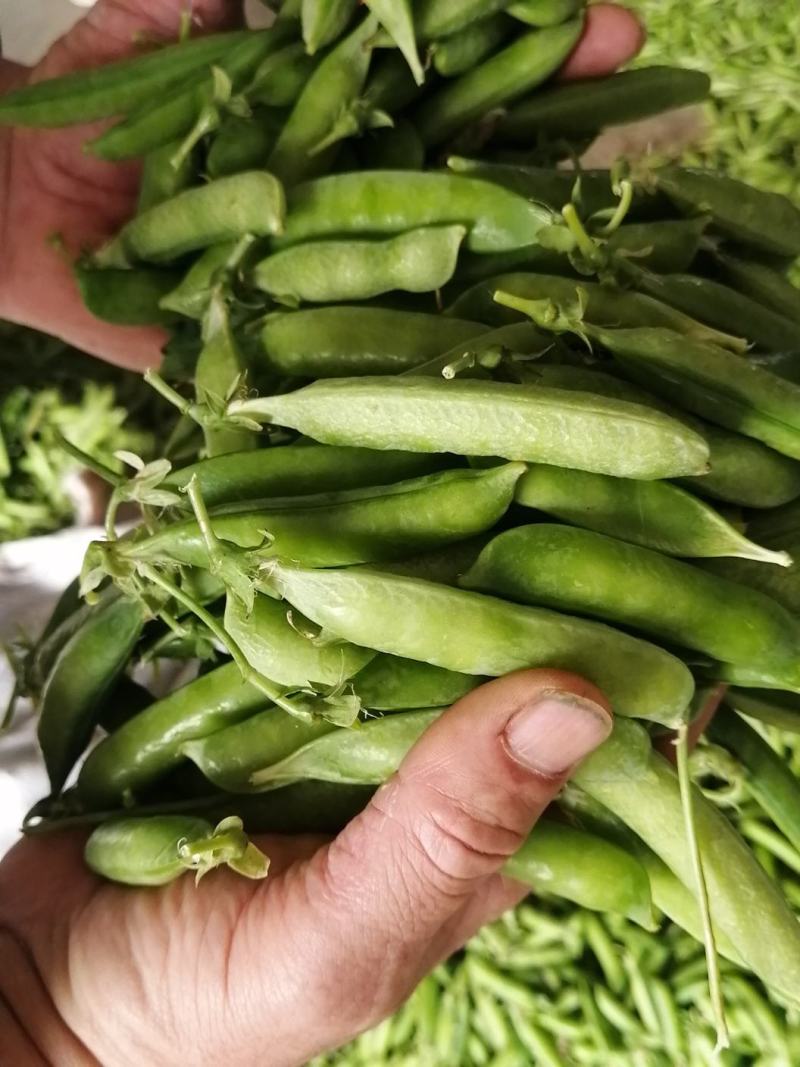 湖北精品豌豆，市场货，电商，加工厂