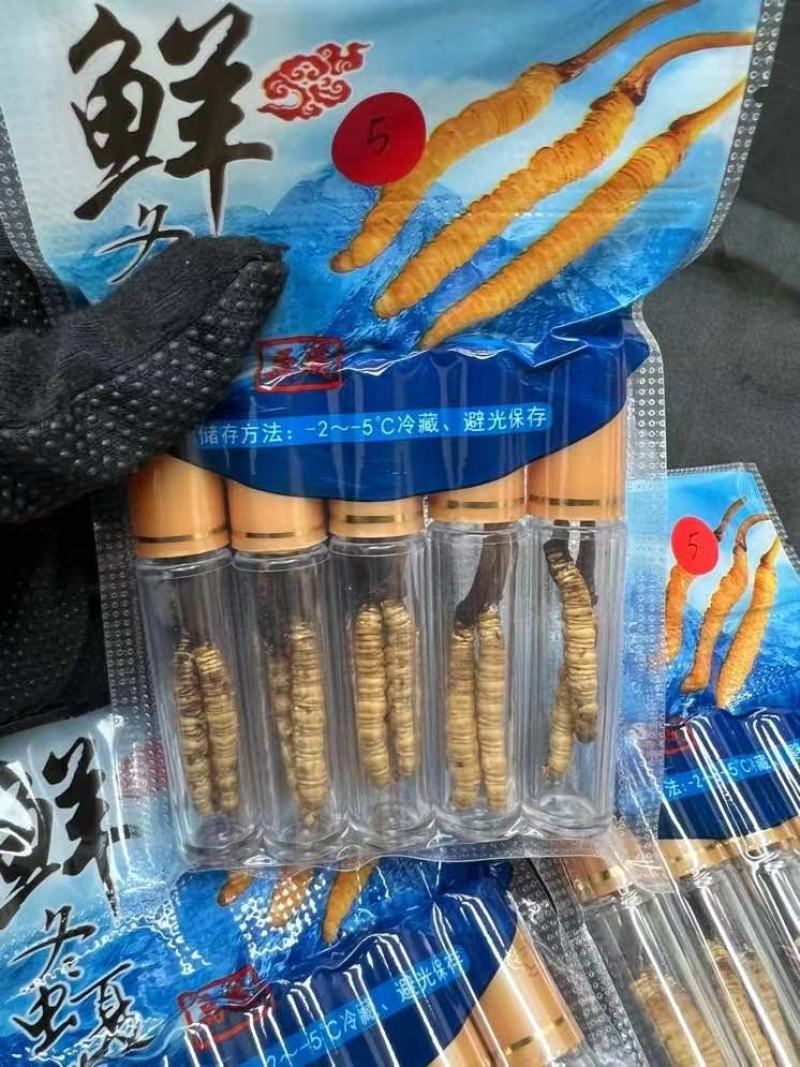 2022年【纯野生】新鲜虫草颜色好支持一件代发