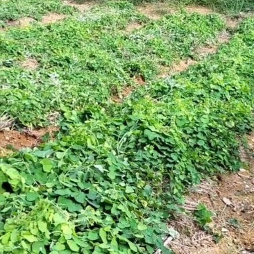 正宗江西粉防己苗籽育苗二年大苗，数量有限欢迎抢购