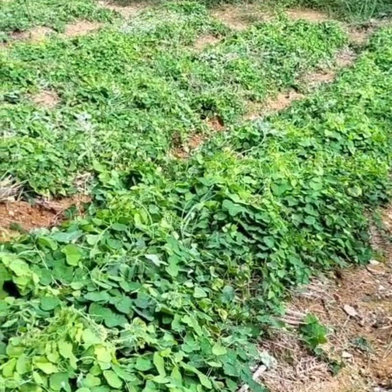 正宗江西粉防己苗籽育苗二年大苗，数量有限欢迎抢购