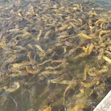 三黄塘鲺