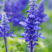 蓝花鼠尾草种子多年生鼠尾草种子一串蓝紫花护坡绿化花卉