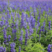 蓝花鼠尾草种子多年生鼠尾草种子一串蓝紫花护坡绿化花卉