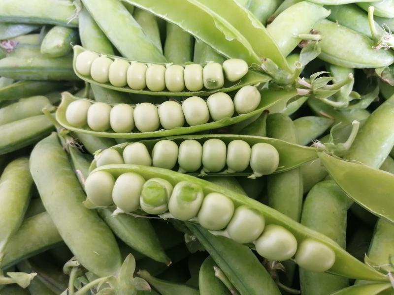 湖北精品豌豆，市场货，电商，加工厂