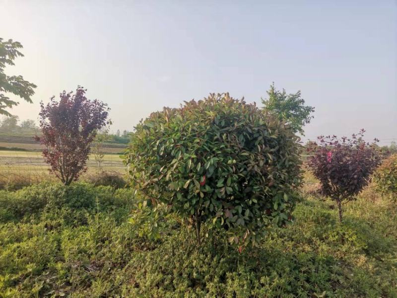 一手红叶石楠1.5一3米，产地肥东，信阳，桐城，自家苗圃