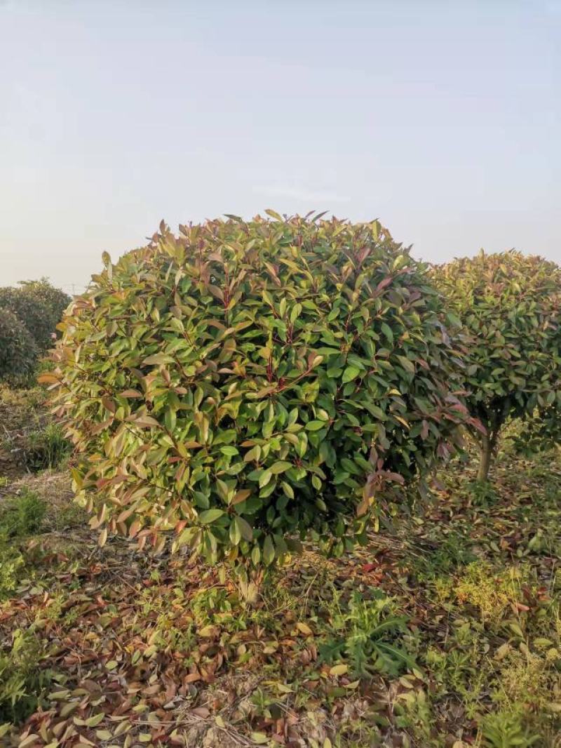 一手红叶石楠1.5一3米，产地肥东，信阳，桐城，自家苗圃