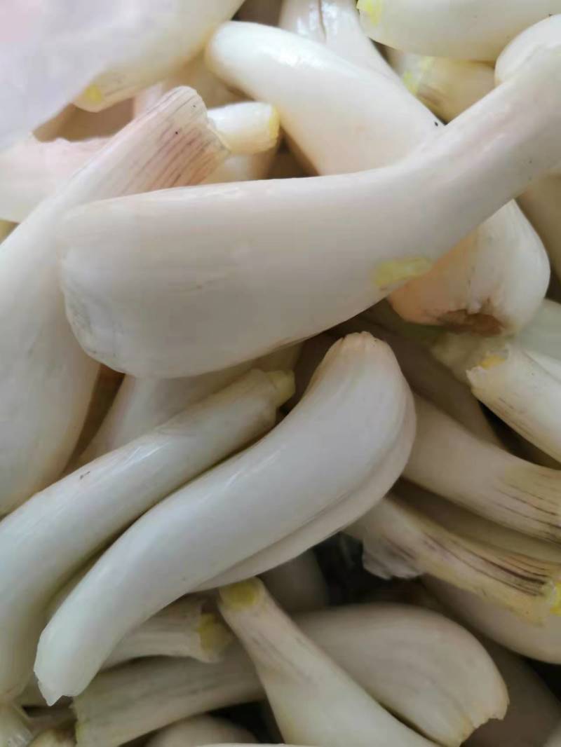 藠头