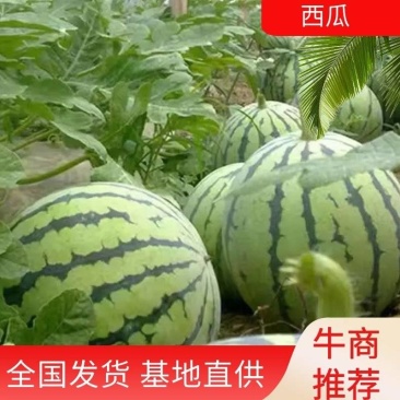 精品8424西瓜，基地直供，全国发货诚信经营脆甜多汁
