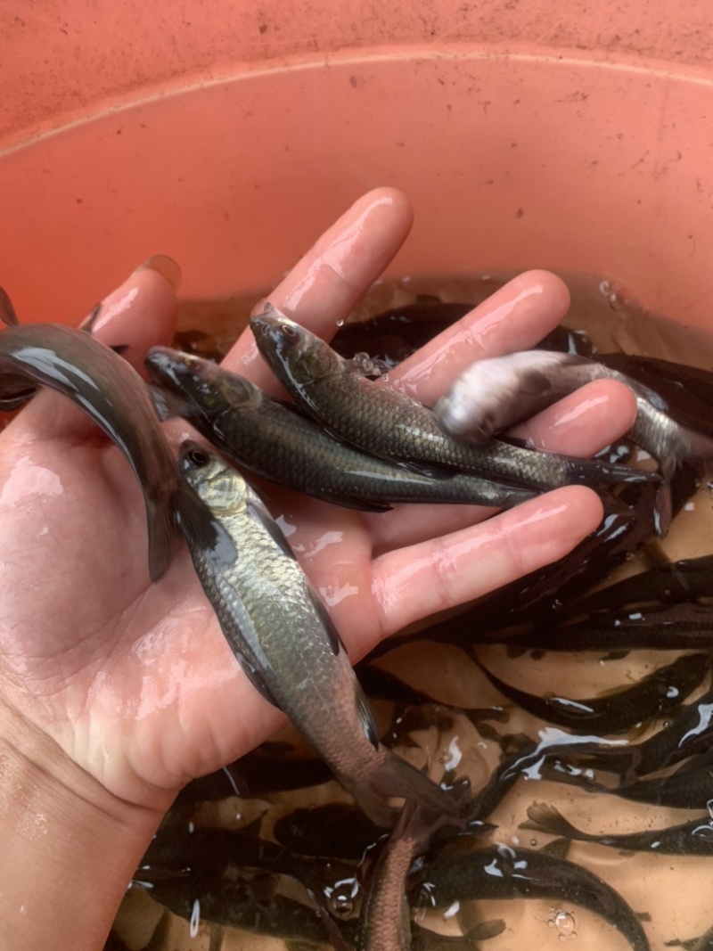 黑草鱼，各种各样的淡水鱼苗，现货供应充足，有需要的联系我