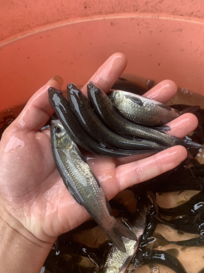 黑草鱼，各种各样的淡水鱼苗，现货供应充足，有需要的联系我