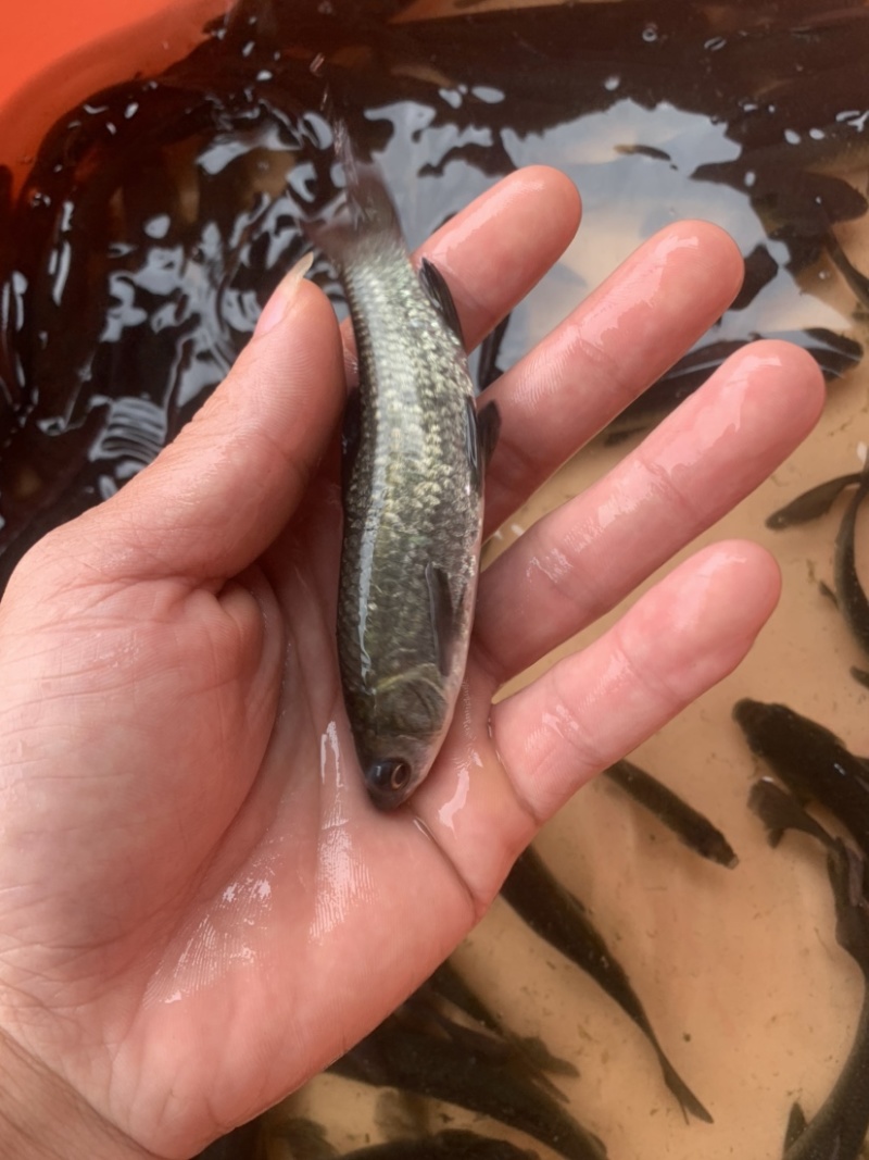黑草鱼，各种各样的淡水鱼苗，现货供应充足，有需要的联系我