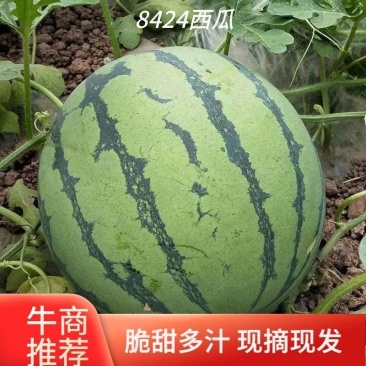 精品美都西瓜基地直供货源充足脆甜多汁新鲜直达