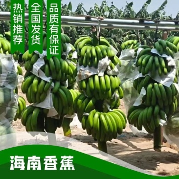 海南香蕉。热销季节。新鲜采摘，果皮干净。
