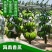 海南香蕉。热销季节。新鲜采摘，果皮干净。