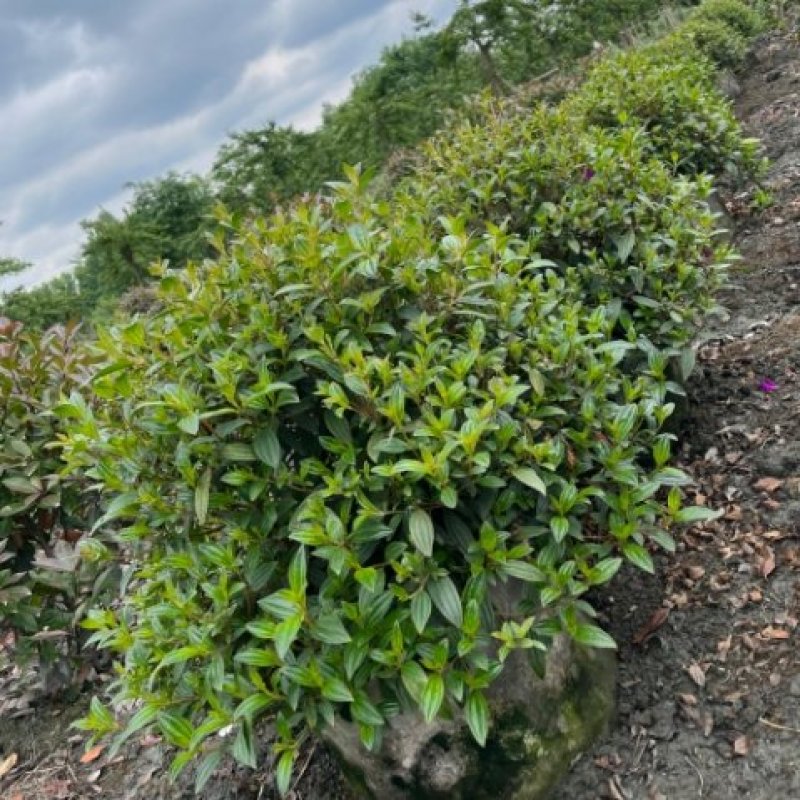 巴西野牡丹球苗木价格巴西野牡丹球批发