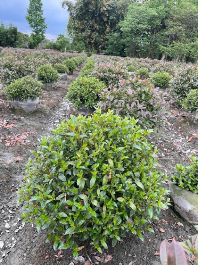 巴西野牡丹球苗木价格巴西野牡丹球批发