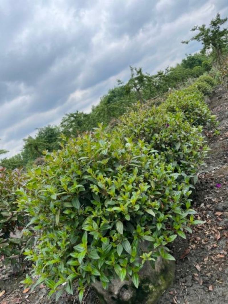 巴西野牡丹球苗木价格巴西野牡丹球批发