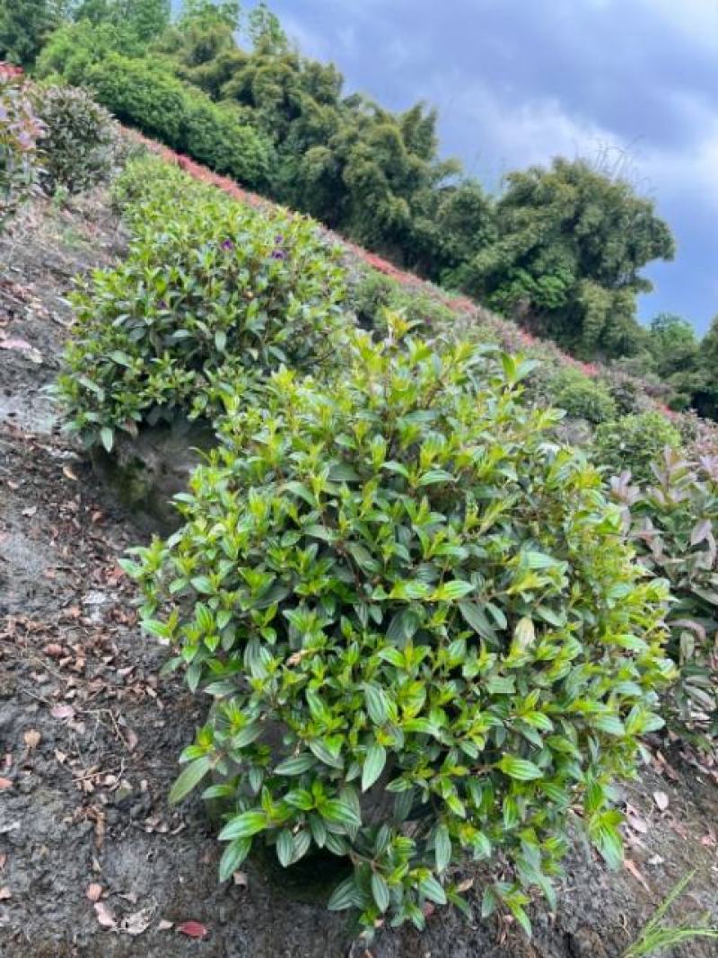 巴西野牡丹球苗木价格巴西野牡丹球批发