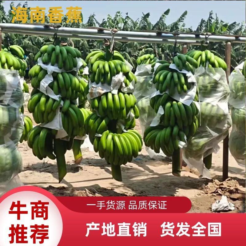 海南香蕉。热销季节。新鲜采摘，果皮干净。