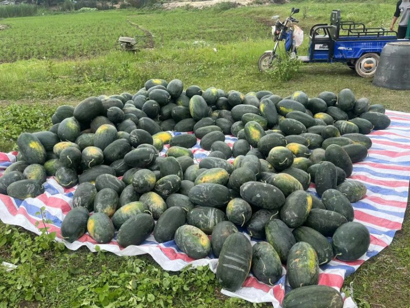 黑美人西瓜露天自然生长成瓜皮薄肉厚大红14个糖量大从优