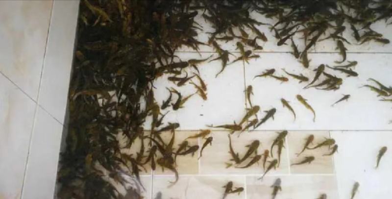 江苏宿迁丰庆特种水产精品黄骨鱼鱼苗，杂交黄骨鱼淡水养殖