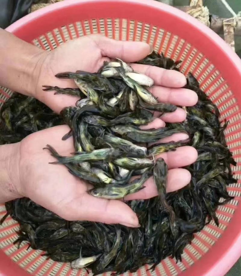 江苏宿迁丰庆特种水产精品黄骨鱼鱼苗，杂交黄骨鱼淡水养殖