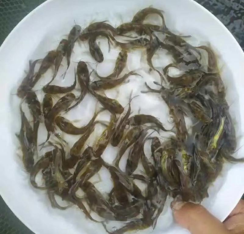 江苏宿迁丰庆特种水产精品黄骨鱼鱼苗，杂交黄骨鱼淡水养殖