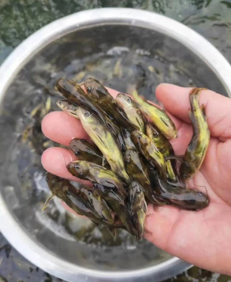江苏宿迁丰庆特种水产精品黄骨鱼鱼苗，杂交黄骨鱼淡水养殖