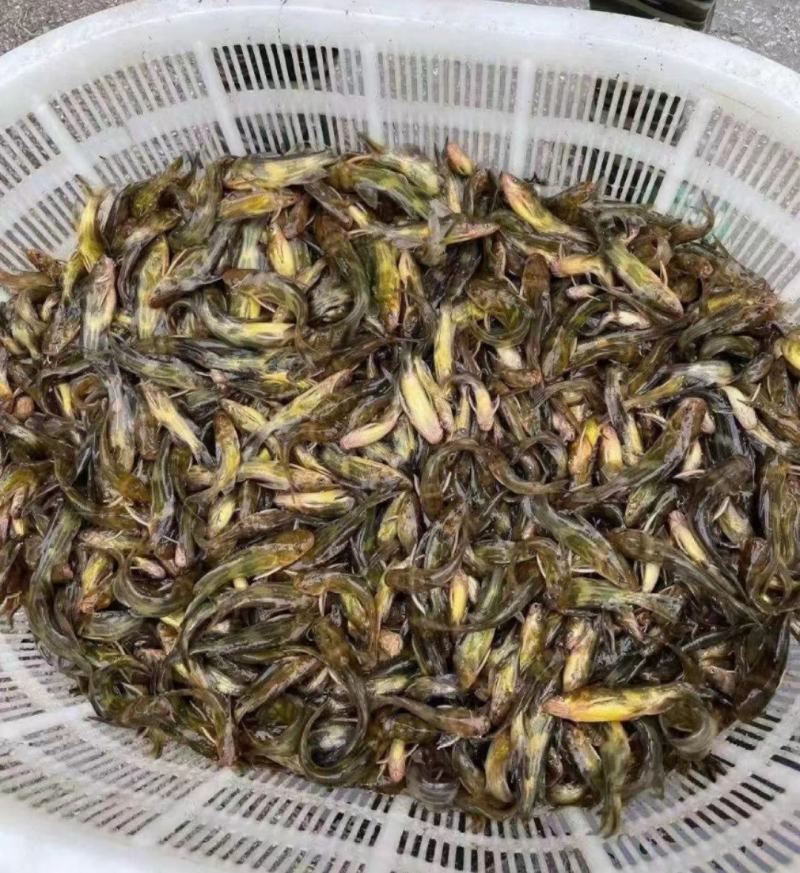 江苏宿迁丰庆特种水产精品黄骨鱼鱼苗，杂交黄骨鱼淡水养殖