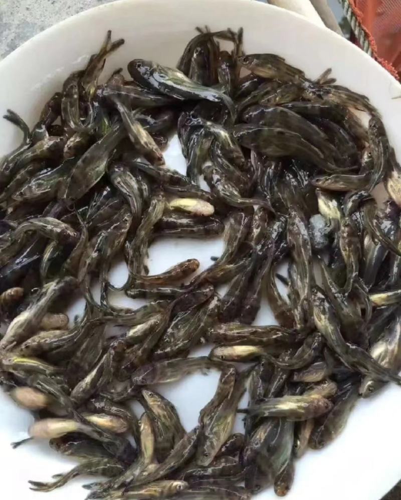 江苏宿迁丰庆特种水产精品黄骨鱼鱼苗，杂交黄骨鱼淡水养殖