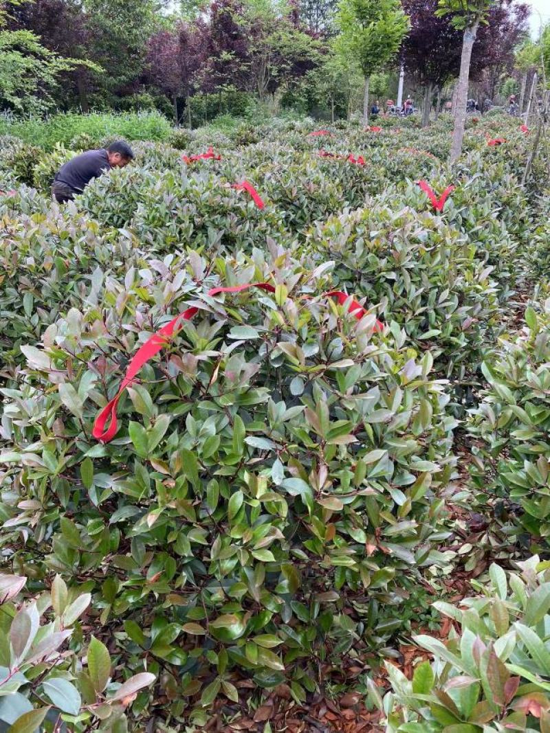 红叶石楠球价格成都红叶石楠球种植基地红叶石楠球批发