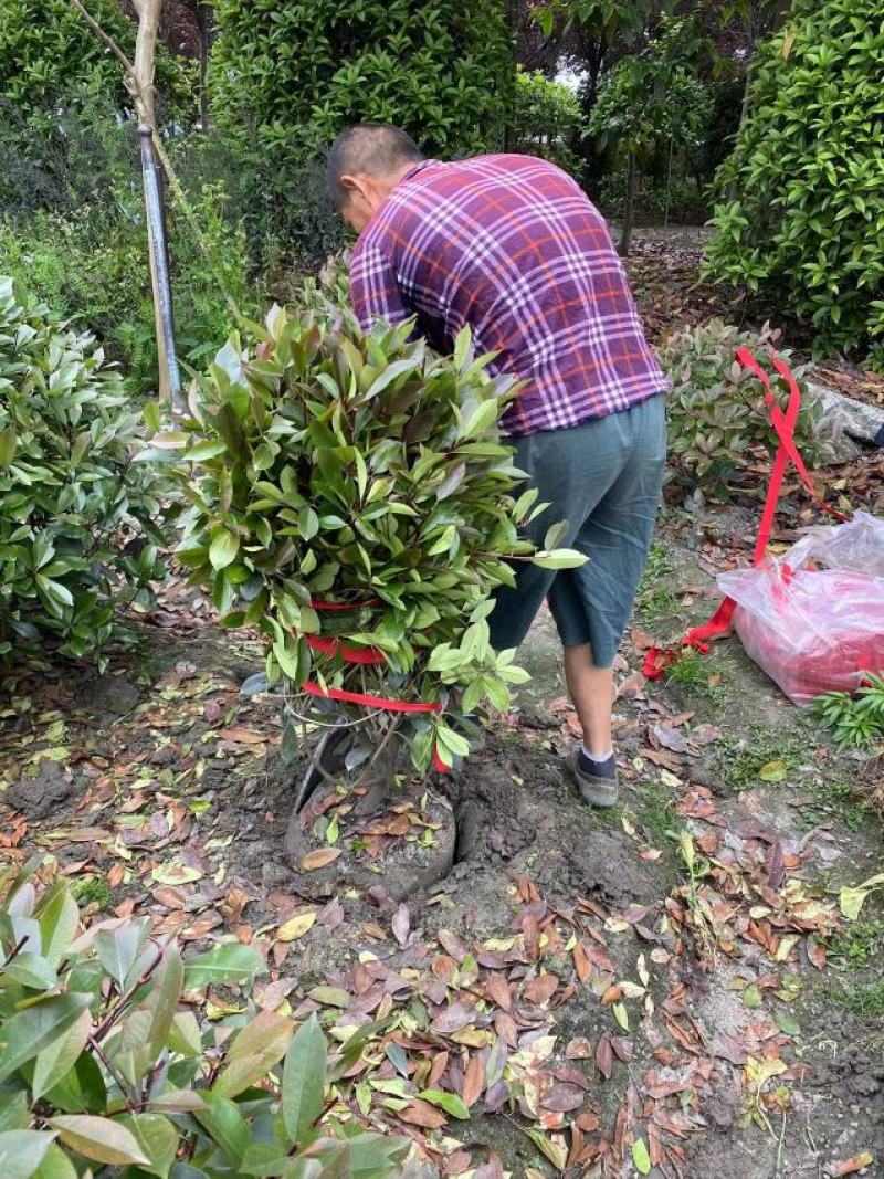 红叶石楠球价格成都红叶石楠球种植基地红叶石楠球批发