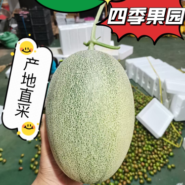 西州蜜25大量上市有需要的老板联系