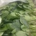 南通精品菠菜茼蒿产地直销保质保量价格公道欢迎新老客户联系