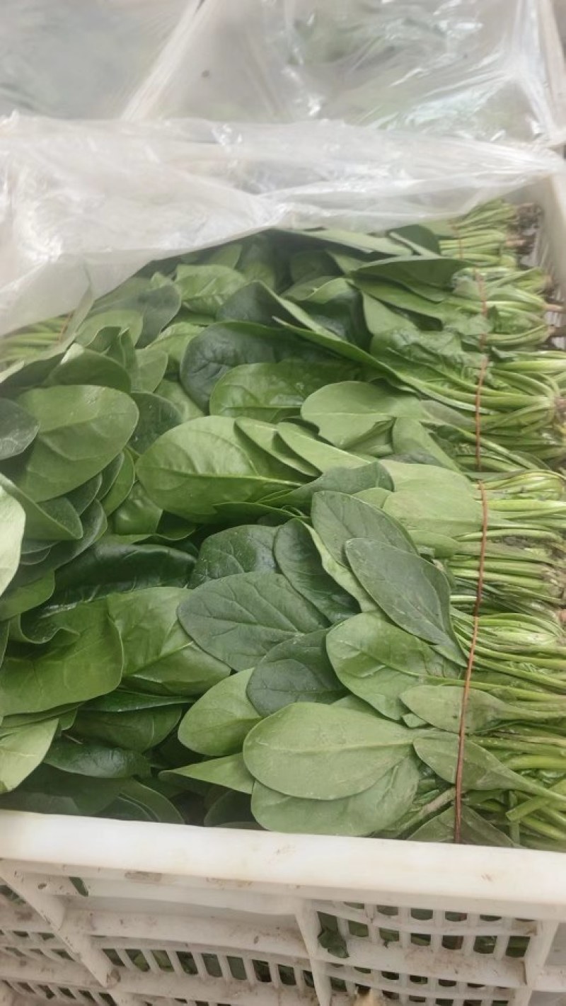 南通精品菠菜茼蒿产地直销保质保量价格公道欢迎新老客户联系