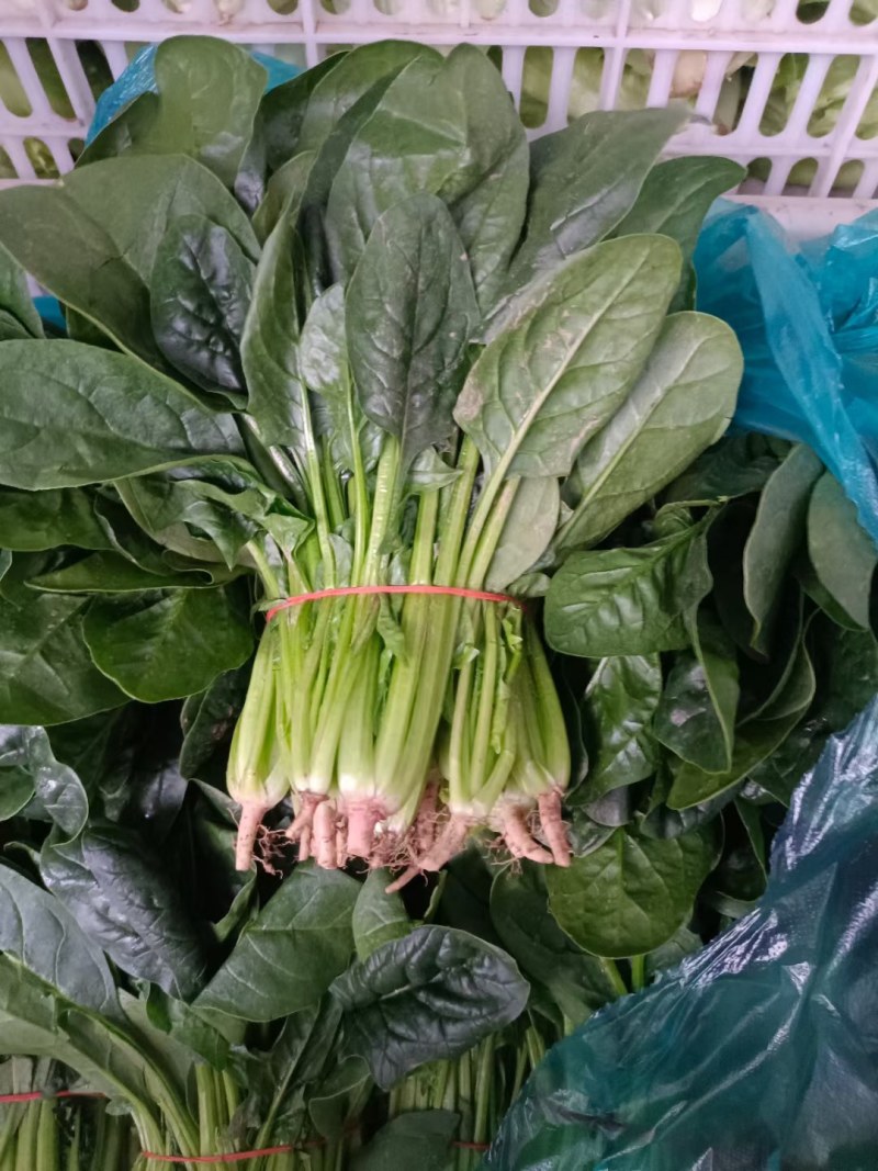 南通精品菠菜茼蒿产地直销保质保量价格公道欢迎新老客户联系