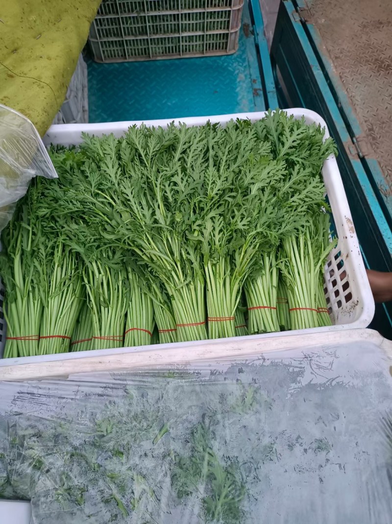 南通精品菠菜茼蒿产地直销保质保量价格公道欢迎新老客户联系