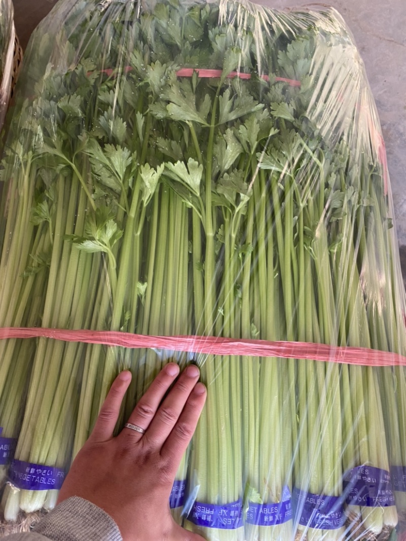 山芹香芹小香芹新鲜蔬菜大量批发产地直销