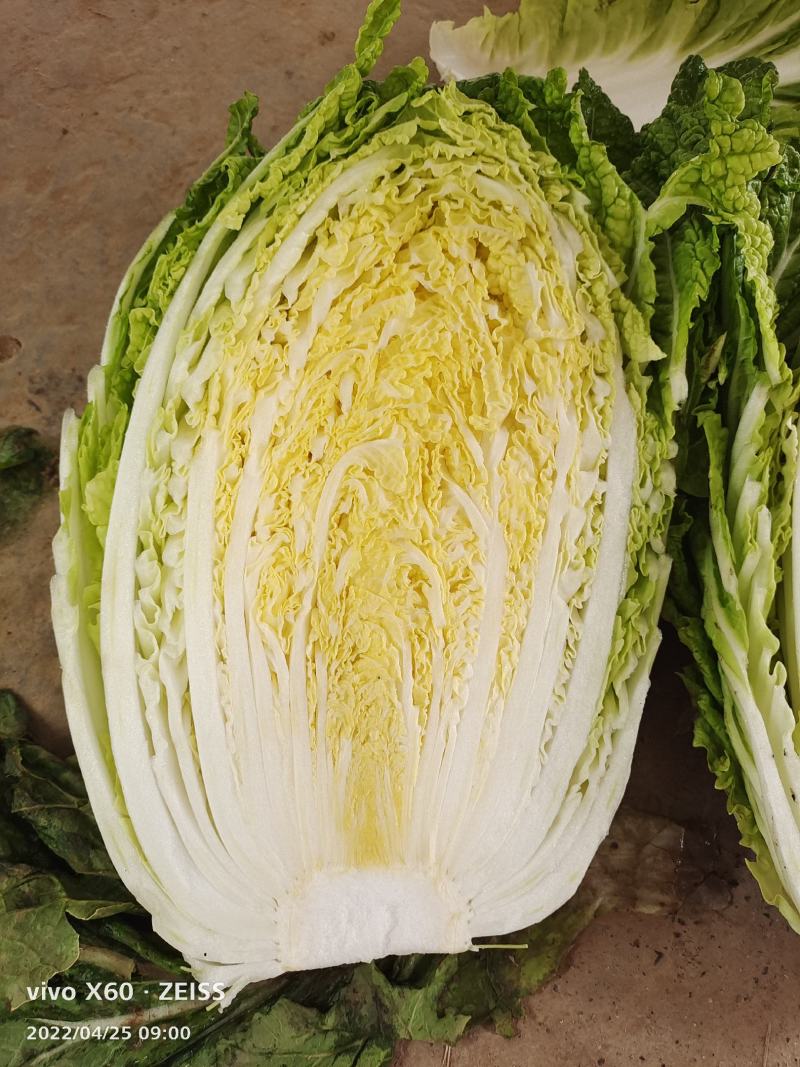 大白菜，甘蓝，西葫芦