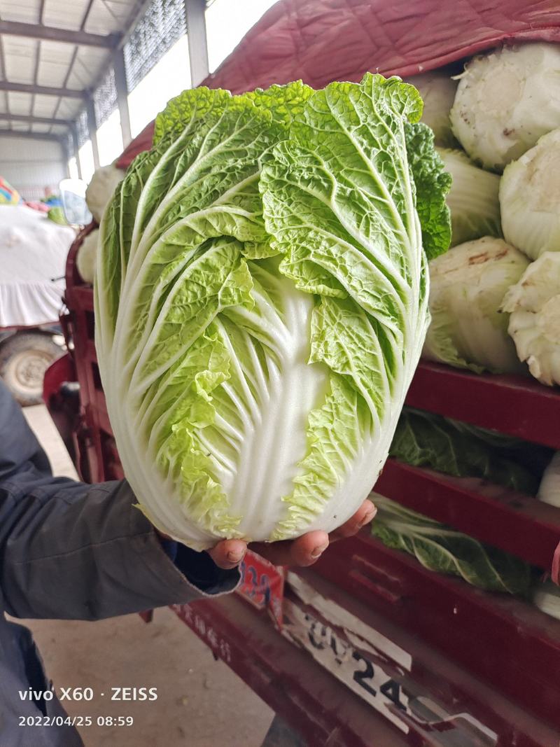 大白菜，甘蓝，西葫芦