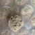 港式菜蔬虾饼