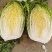 大白菜，甘蓝，西葫芦