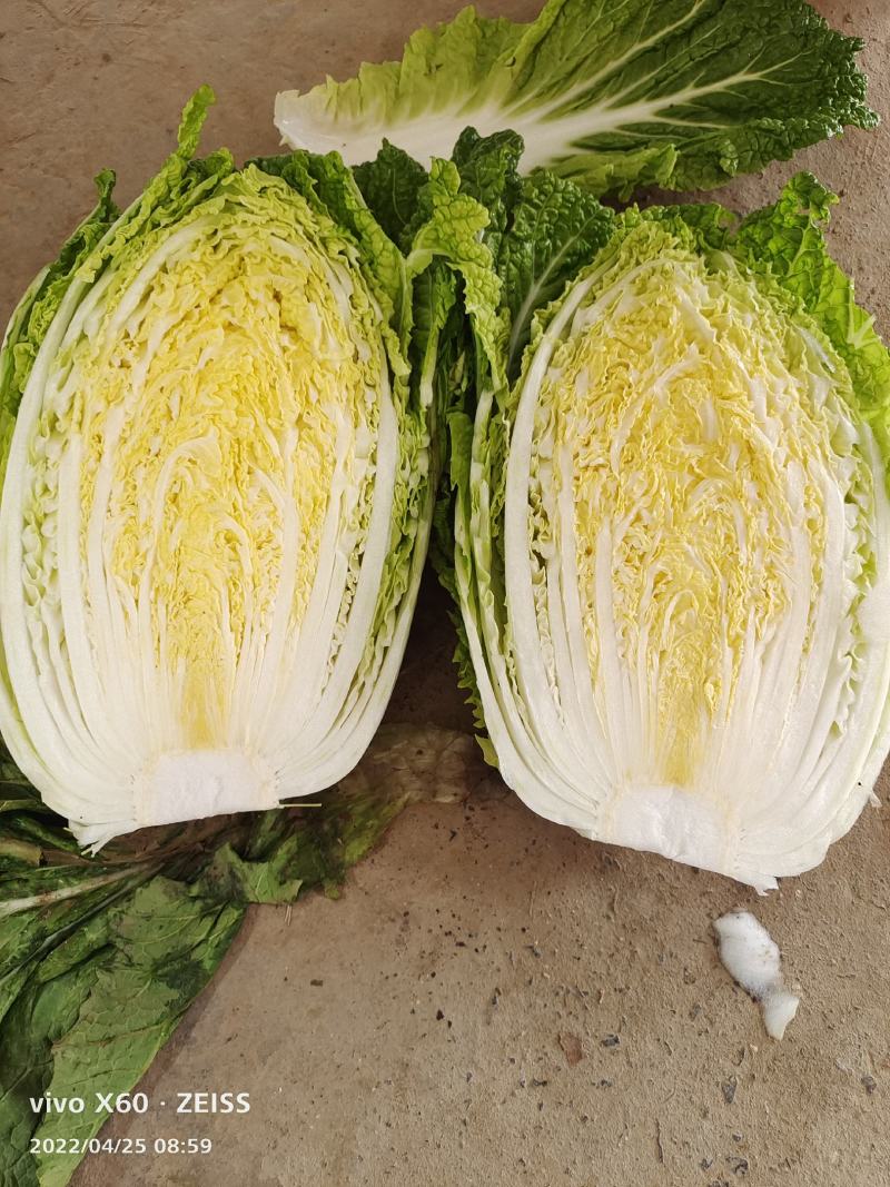 大白菜，甘蓝，西葫芦