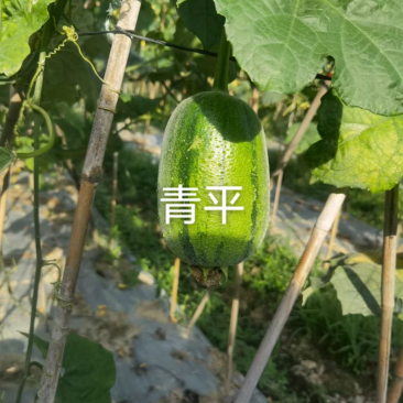 新产品青苹果丝瓜，开始上场，质量保证，价格优惠，有需要