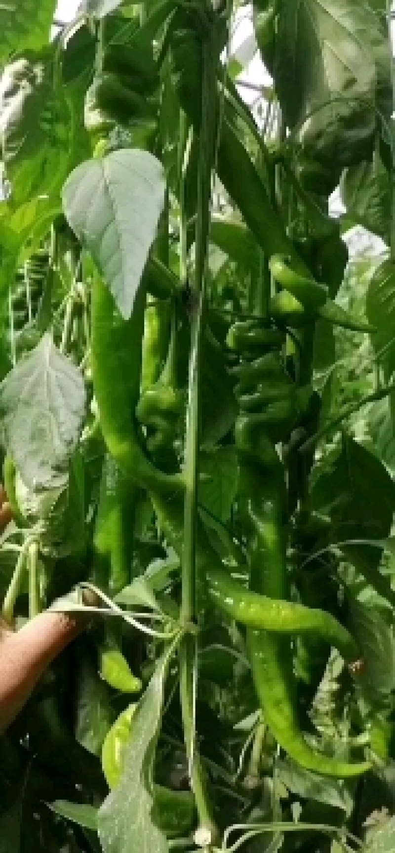 精品螺丝椒