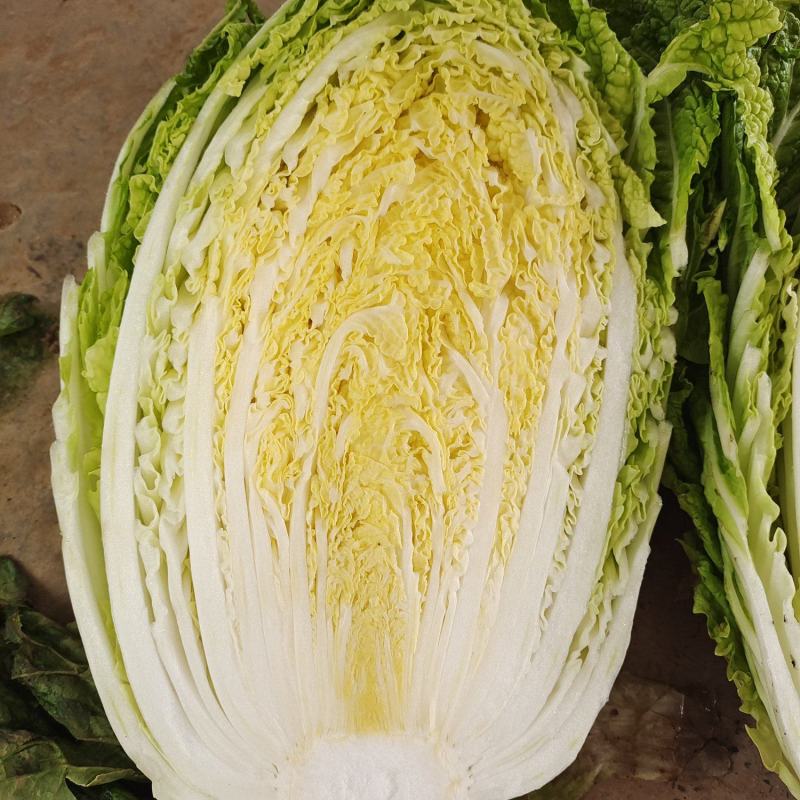 大白菜，甘蓝，西葫芦