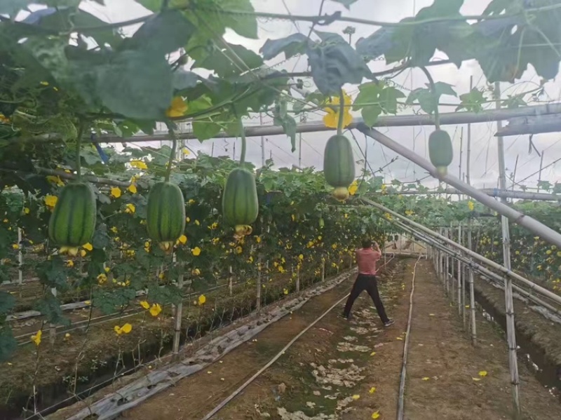 新产品青苹果丝瓜，开始上场，质量保证，价格优惠，有需要
